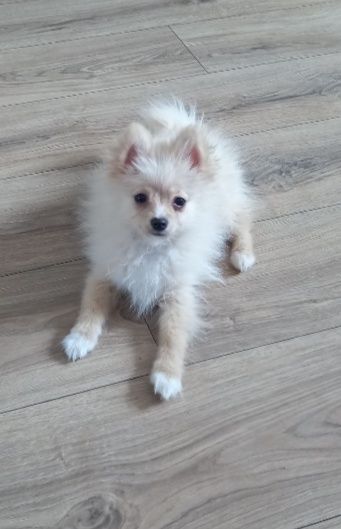 Szpic miniaturowy piesek pomeranian