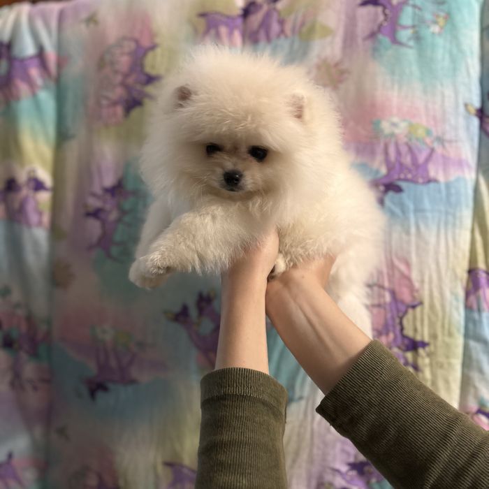 ляльковий Ведмедик хлопчик.