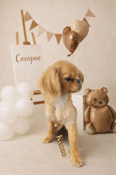 Cavapoo Cavadoodle f1