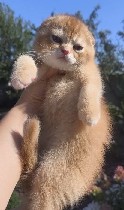 хлопчик висловухий