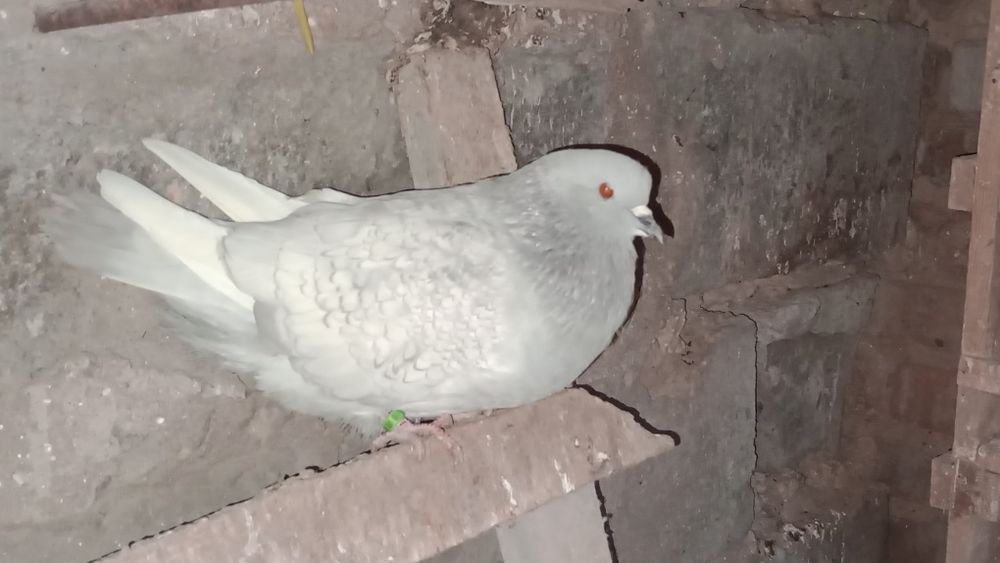 Rysie srebrne samiec i samica