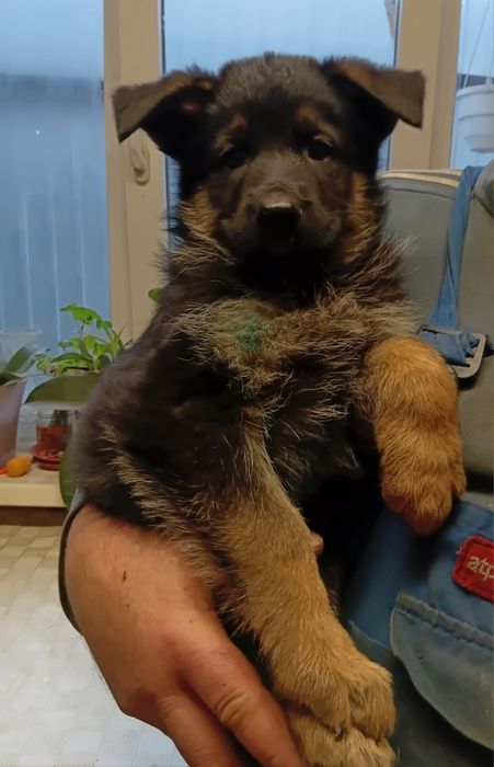 Щенки немецкой овчарки,