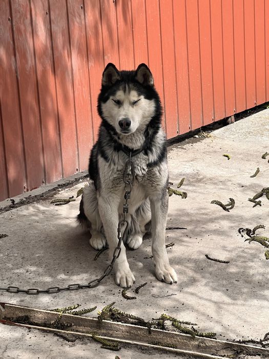 Віддам собаку в хороші руки (безкоштовно)
