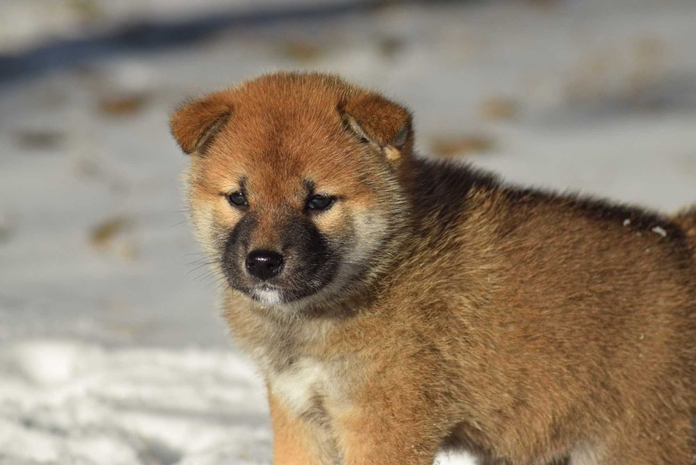 Suczka shiba z rodowodem ZKwP po Championach z japońskim pochodzeniem