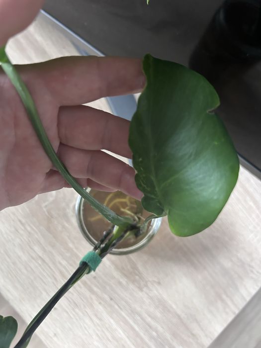 Monstera zombie variegata