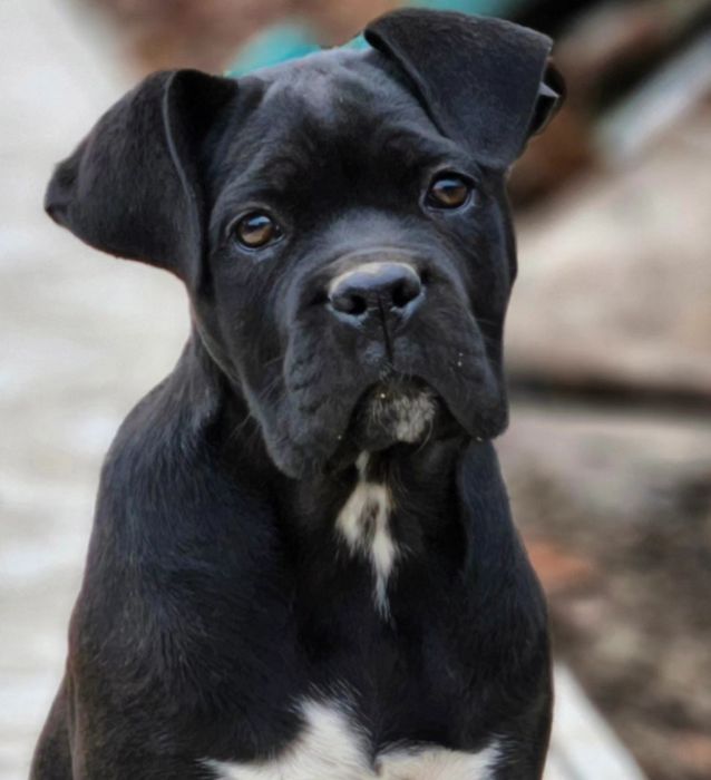 Кане корсо ярко тигровый мальчик