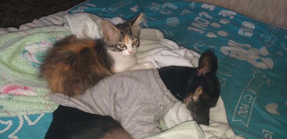 Русский той терьер ищет невесту)