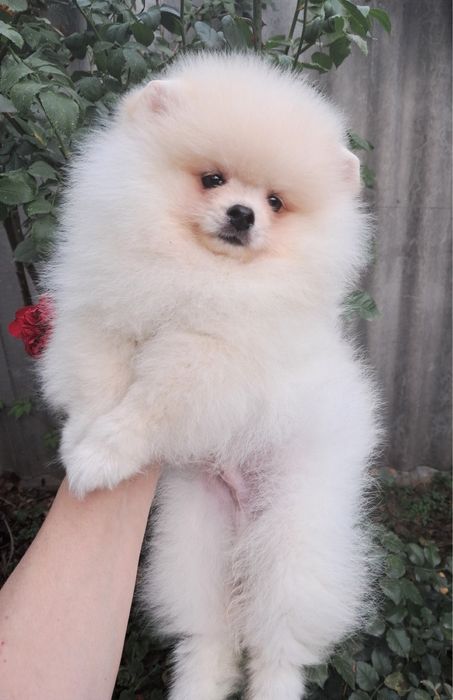 мини шпиц медвежонок