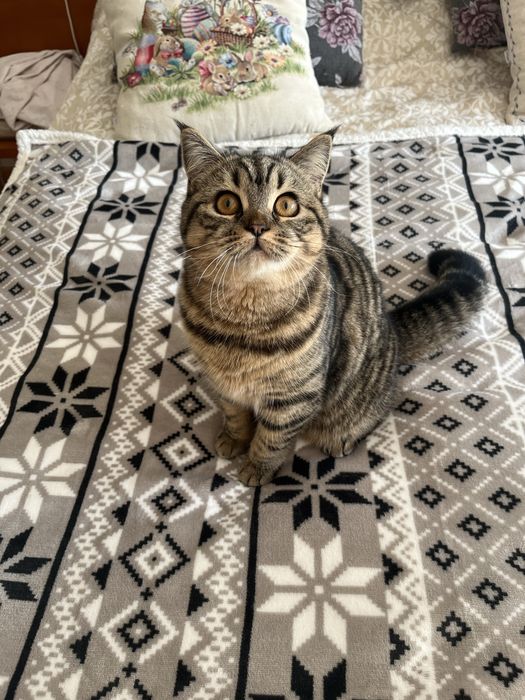 Femea Scottish straight