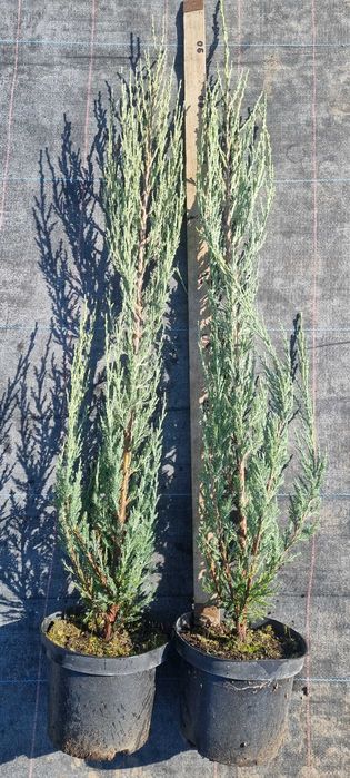 Ялівець Blue Arrow C2