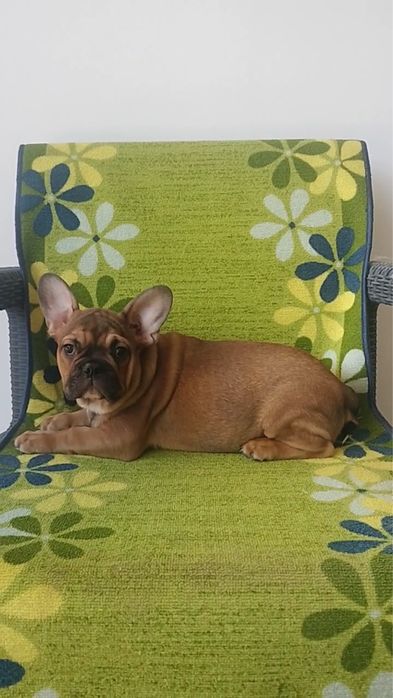 Bulldog frances  blak tan lindissimo