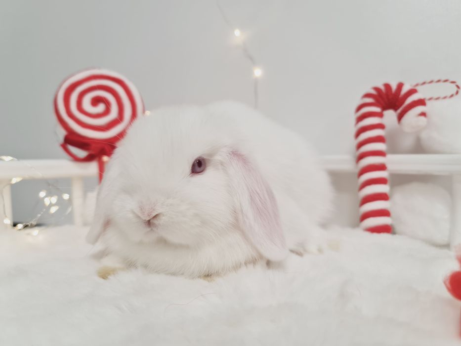 Mini lop królik króliczek miniaturka hodowla transport