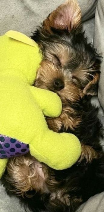 Yorkshire  terrier PREÇOS  SÓ  HOJE