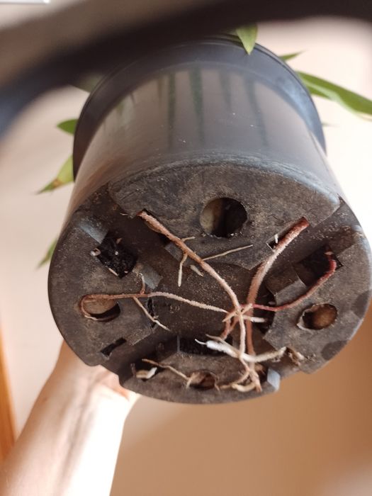 Juka kwiat doniczkowy