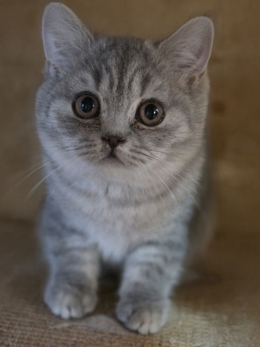 Kotka BRYTYJSKA kot z rodowodem do odbioru gotowaDzień dobry, 

OGŁOSZ