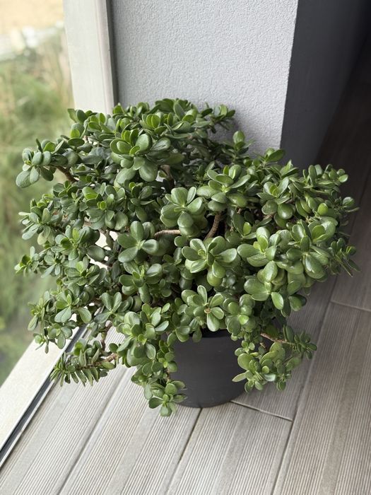 Suculenta Planta Jade 60cm