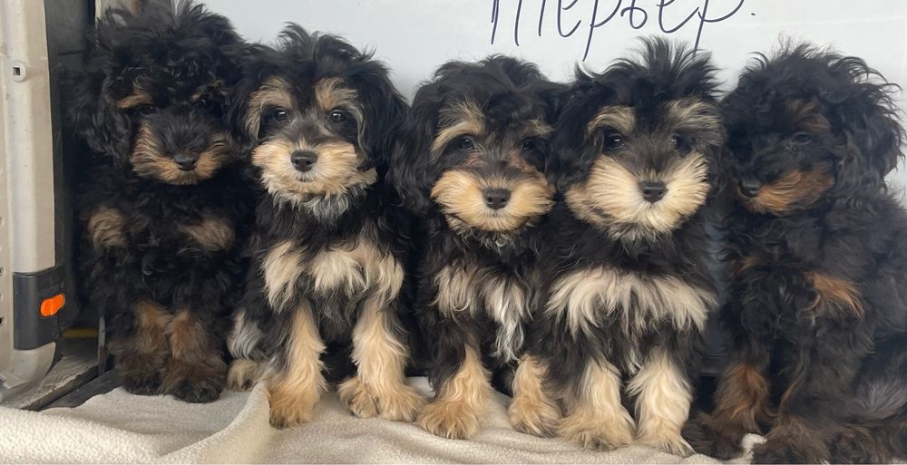 Фантомчики ф 1 та ф 2 .