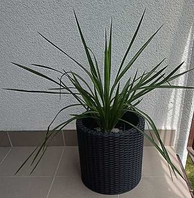 juka gloriosa mrozoodporna, zdrowa