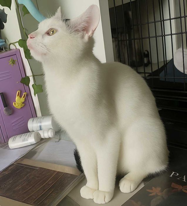 Poznań i okolice - kocurek Przecinek szuka domu