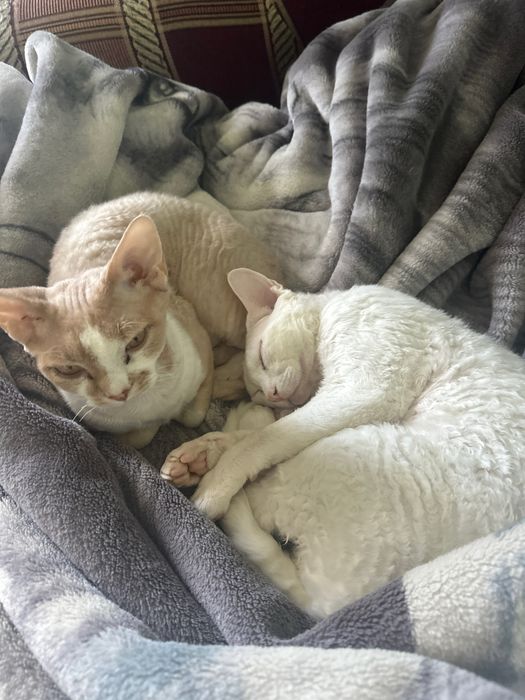 Девон рекс бронь