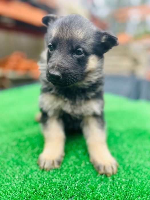 Pastor alemão disponível
