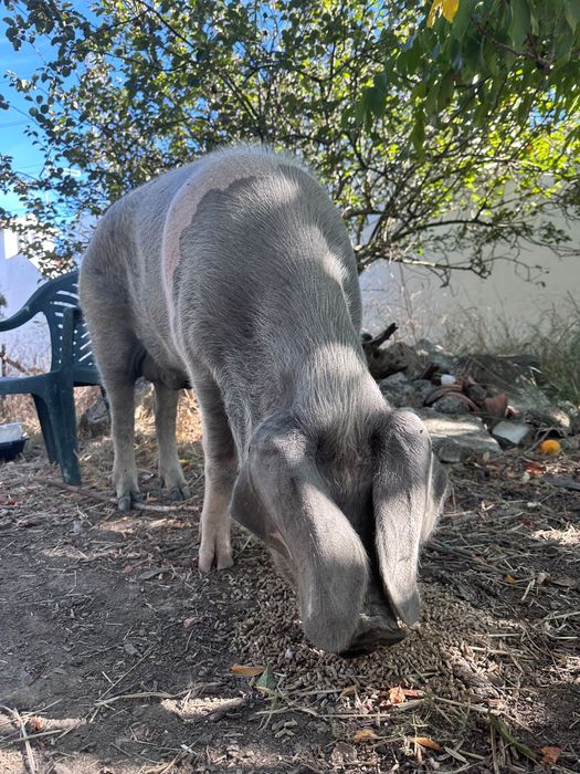 Vendo porco BISARO com 9 meses