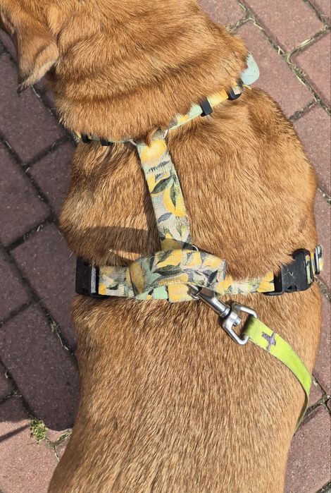 Szelki Dog’s Profit rozm. L bezuciskowe