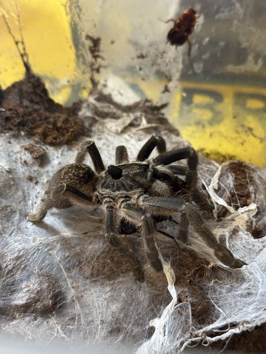 Ceratogyrus marshalli L1/2 ptasznik