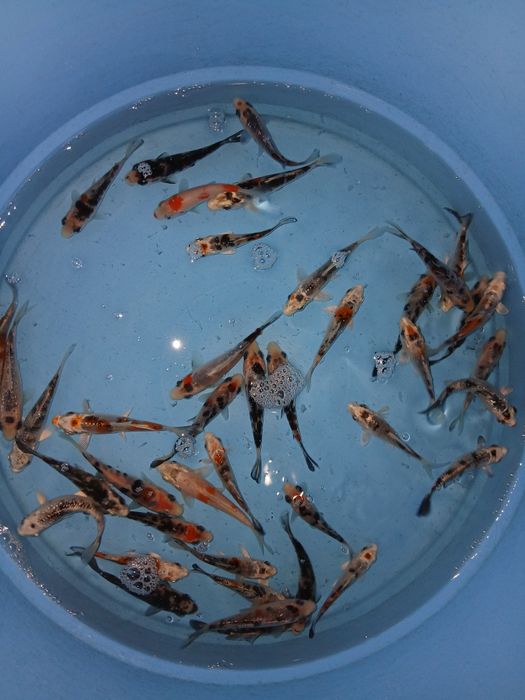 Carpas koi tricolor