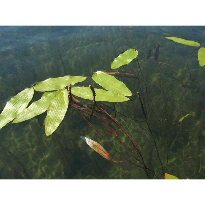 Potamogeton natans – Espiga de Água | Planta Aquática Natural