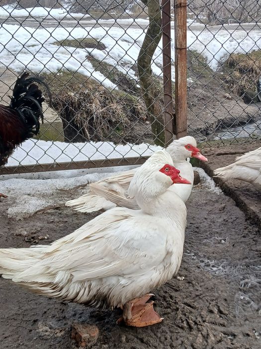 Продам мускусних качок