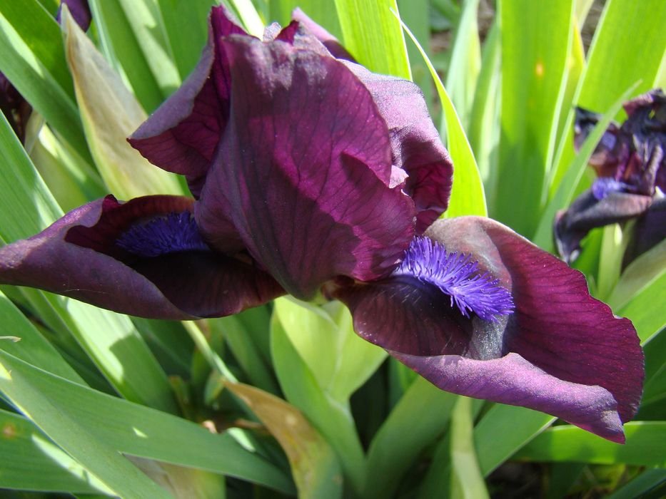 алое Дескоінгса, хавортії Купера