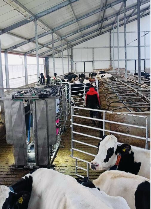 Korekcja racic u krów