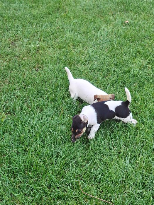 Jack  Russell  Terrier suczka