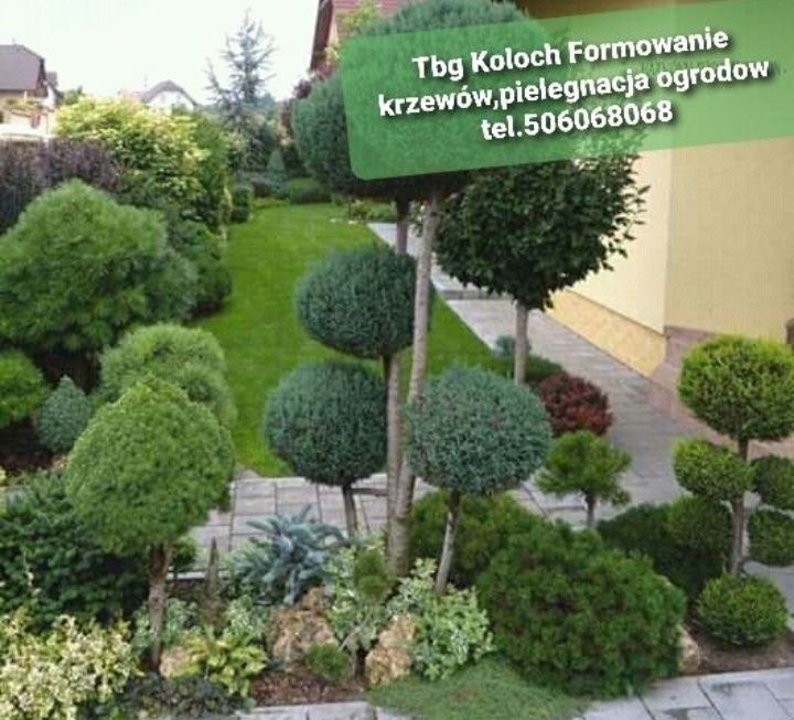 Przycinanie drzew owocowych...krzewow