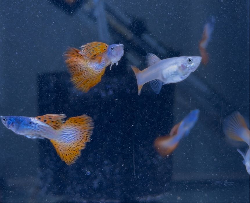 Casais Guppy Red Sky Albino