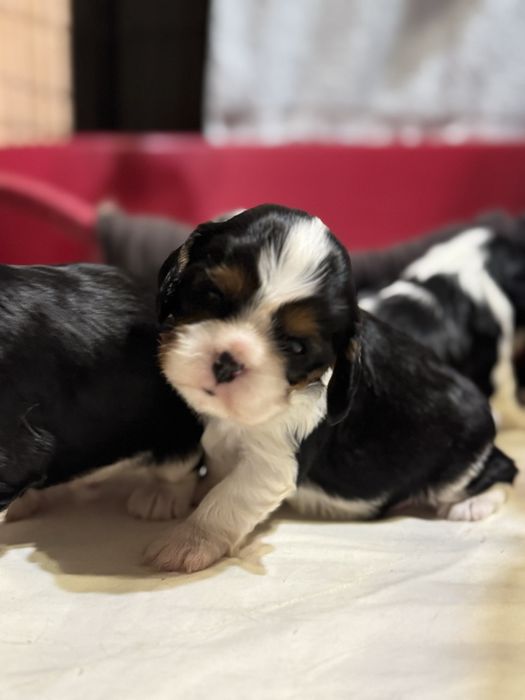 Кавалер кінг чарльз спанієль