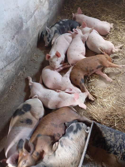 Продам    поросят
