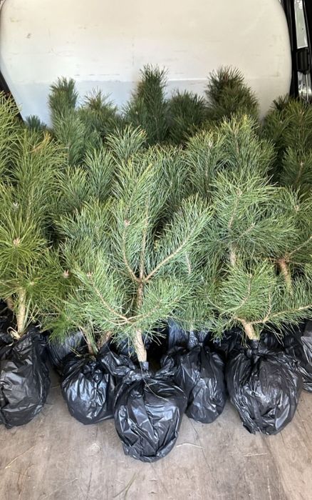 Саджанці  сосни.