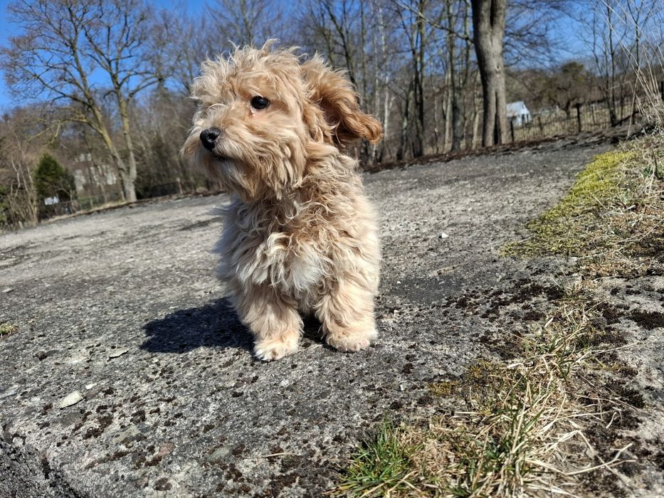 maltipoo szczeniak piesek