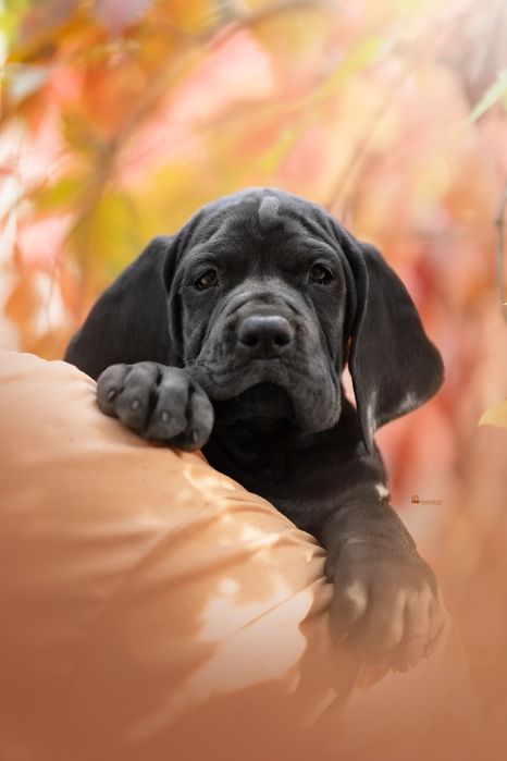 Dog Niemiecki Czarna suczka
