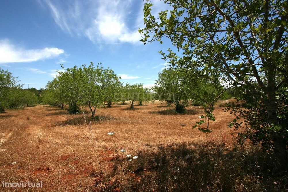 Terreno rustico com 50 Alfarrobeiras e muito bom acesso, S.B. Messines