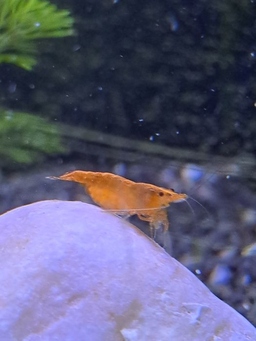 Lote de peixes e Camarões