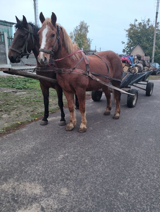 сільгосп тварини