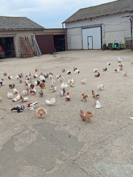 Pawiki pawiki indyjskie garłacze.