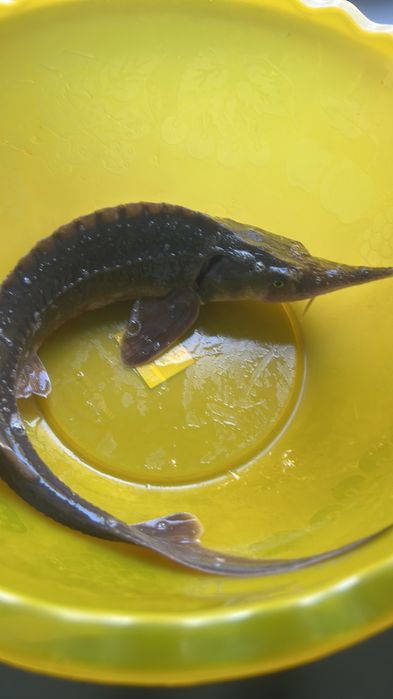 Осетер - севрюга, ленський (підліток) Акваферма AquaCity