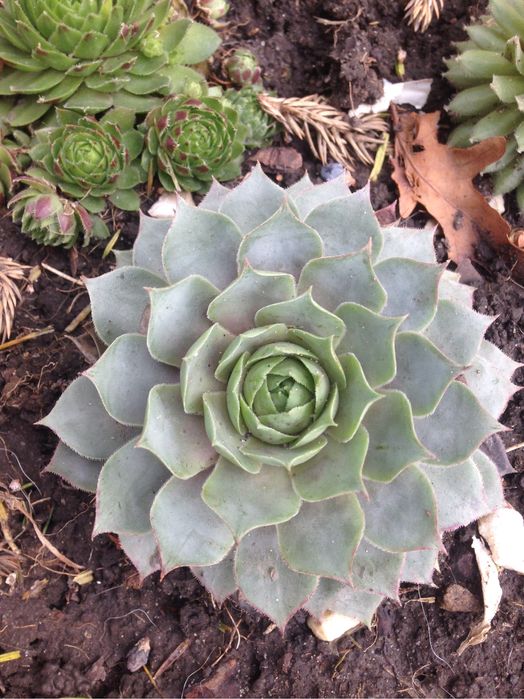 Каменные розы, молодило, кам‘яна роза