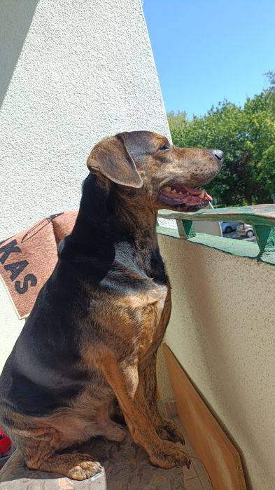 Oddam pieska w dobre ręce