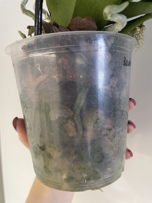 Soga Bianca сортова орхідея з 2 дітками