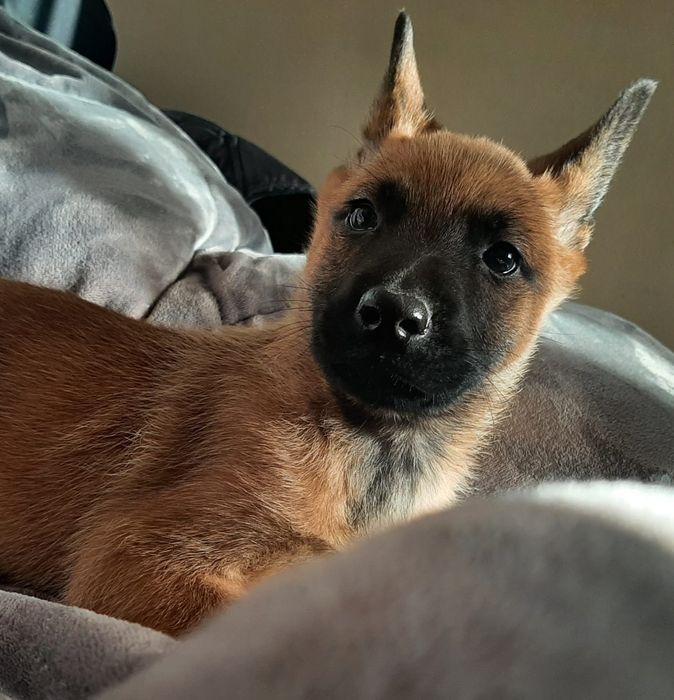 Pastor Belga Malinois